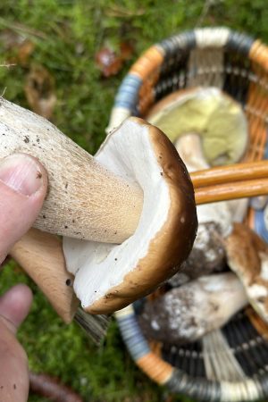 Saba torréfaction - Foire aux champignons
